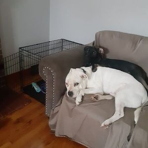 Meet your Posher, Damian